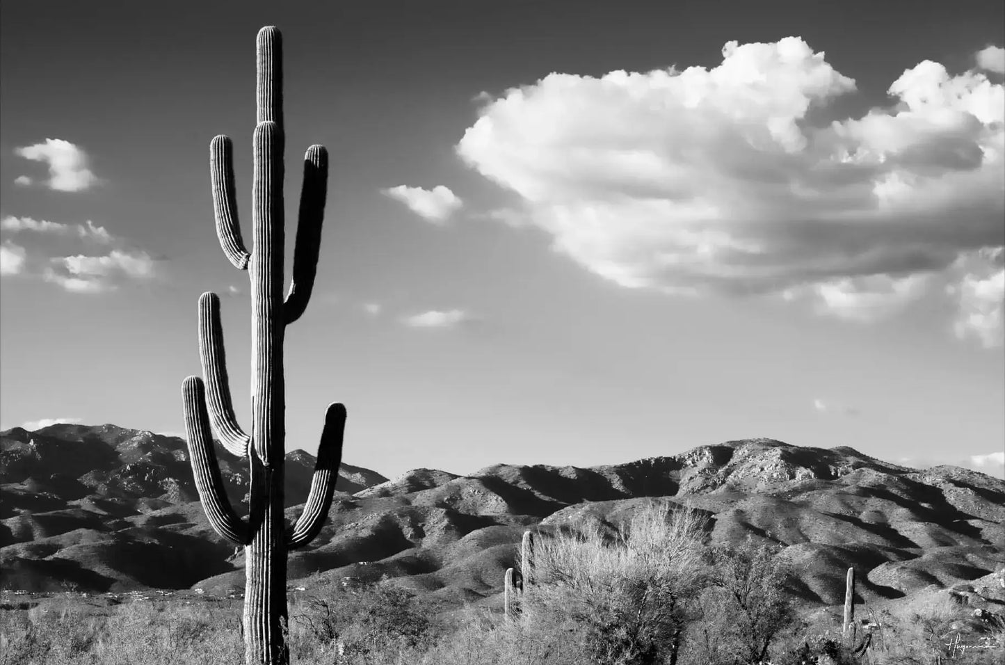 Saguaro Cactus Sunrise