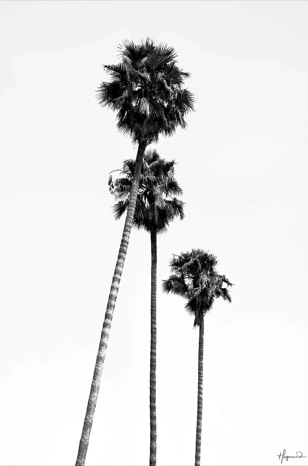 SoCal Palm Trees