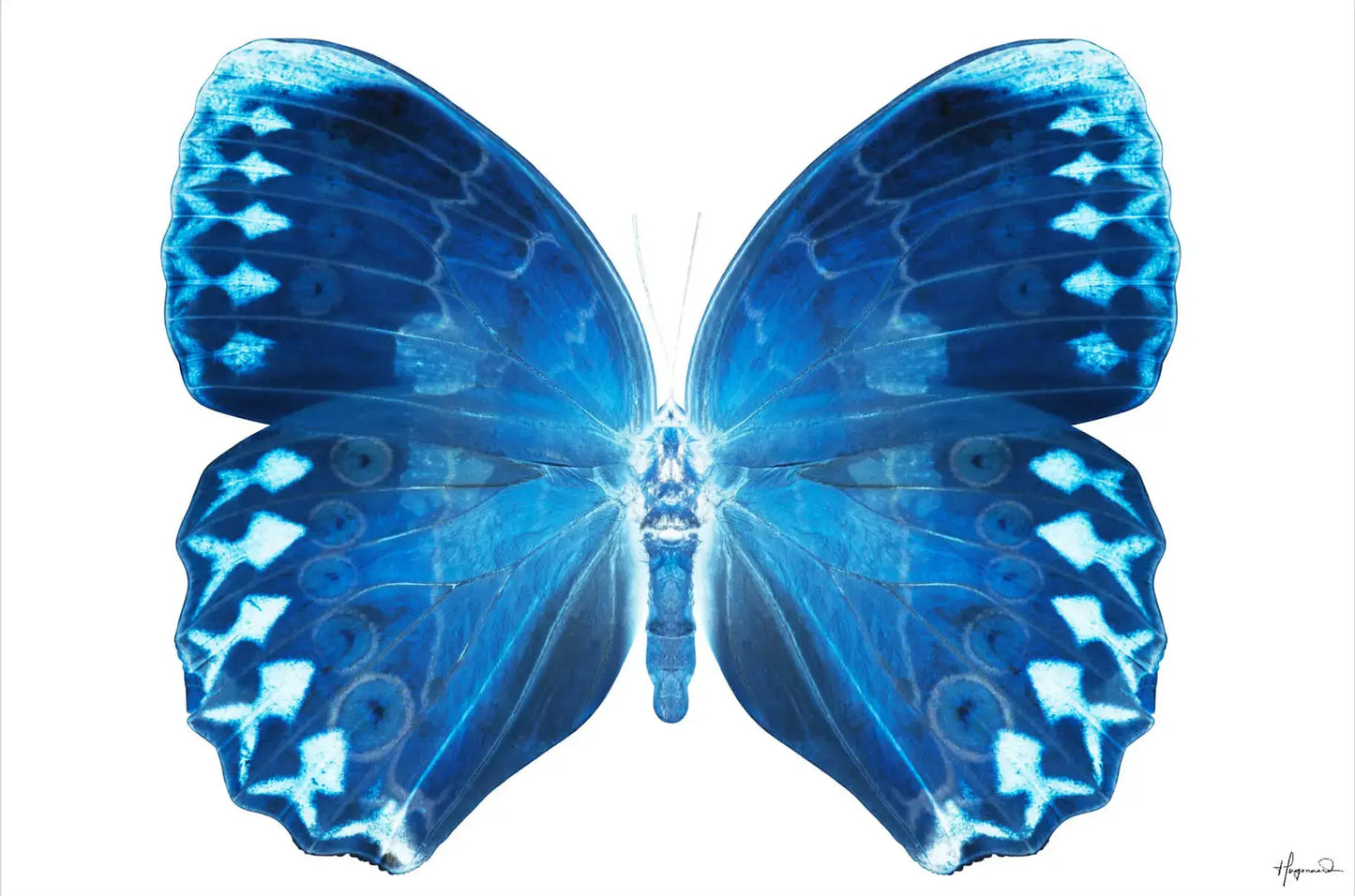 Miss Butterfly Formosana