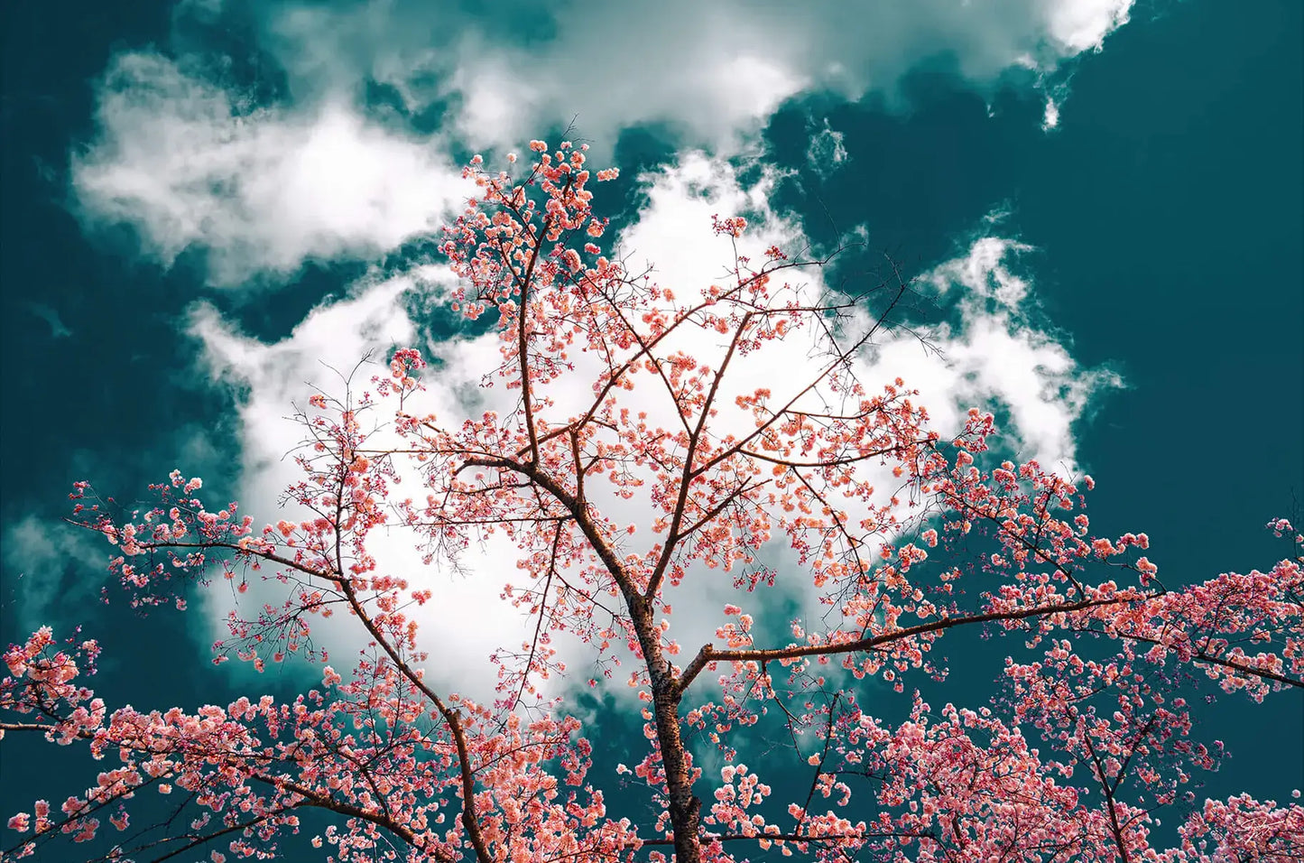 Cherry Blossom Abstracts