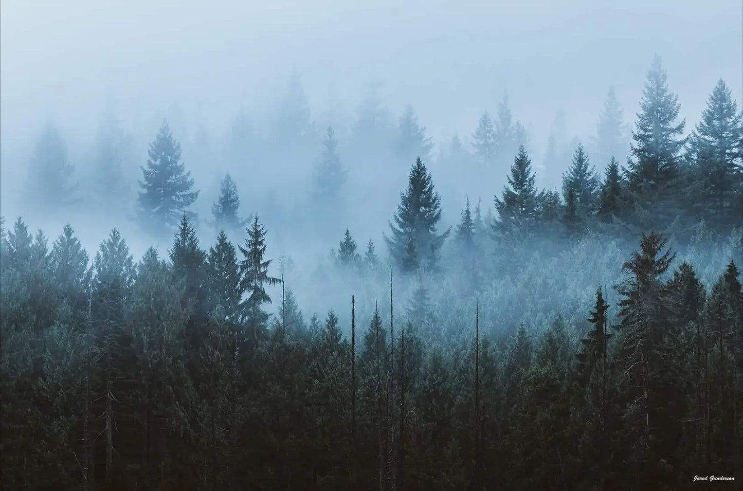 Enchanted Forest