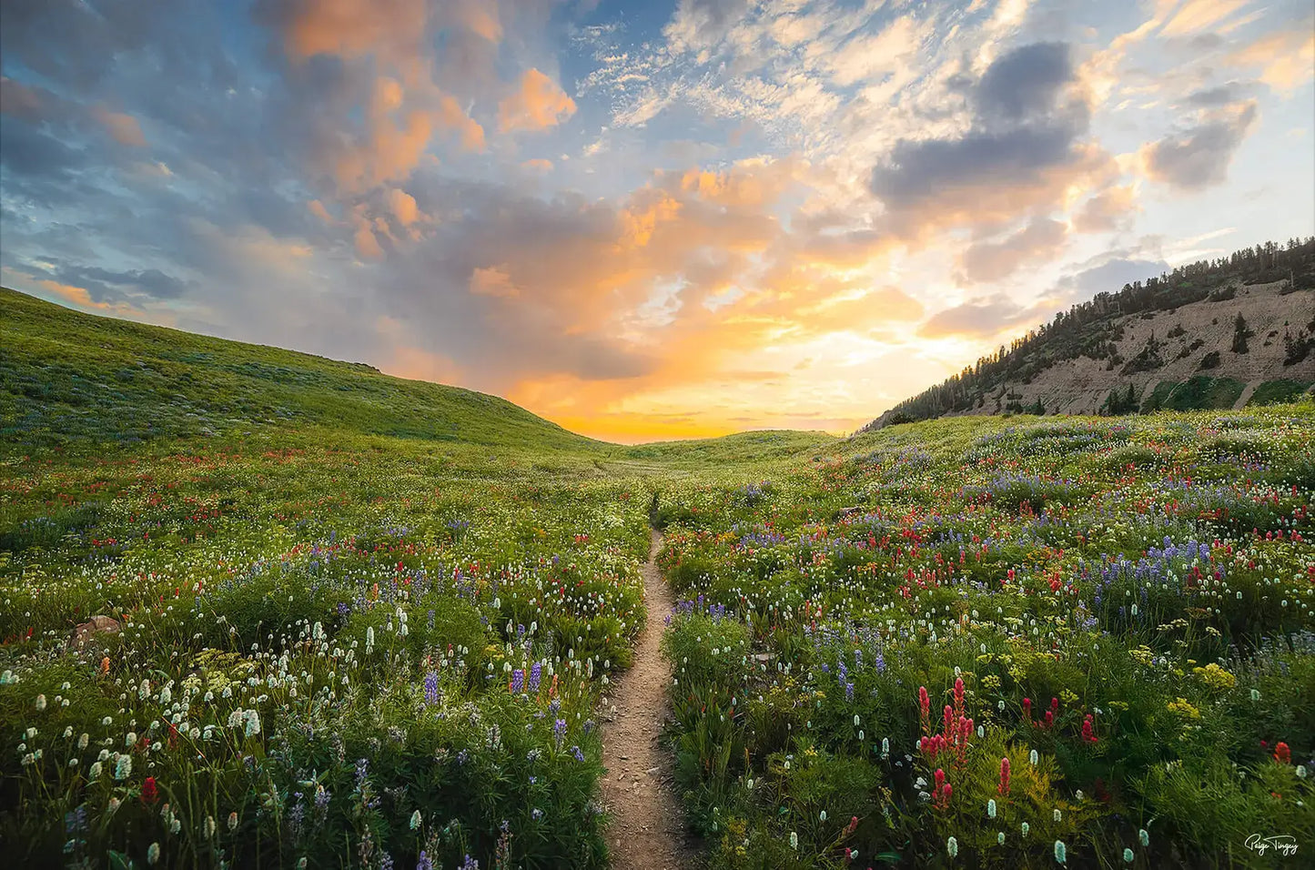 Wildflower Meadow