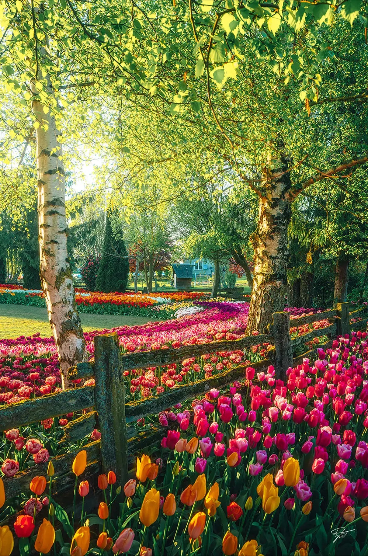 A Garden of Dreams