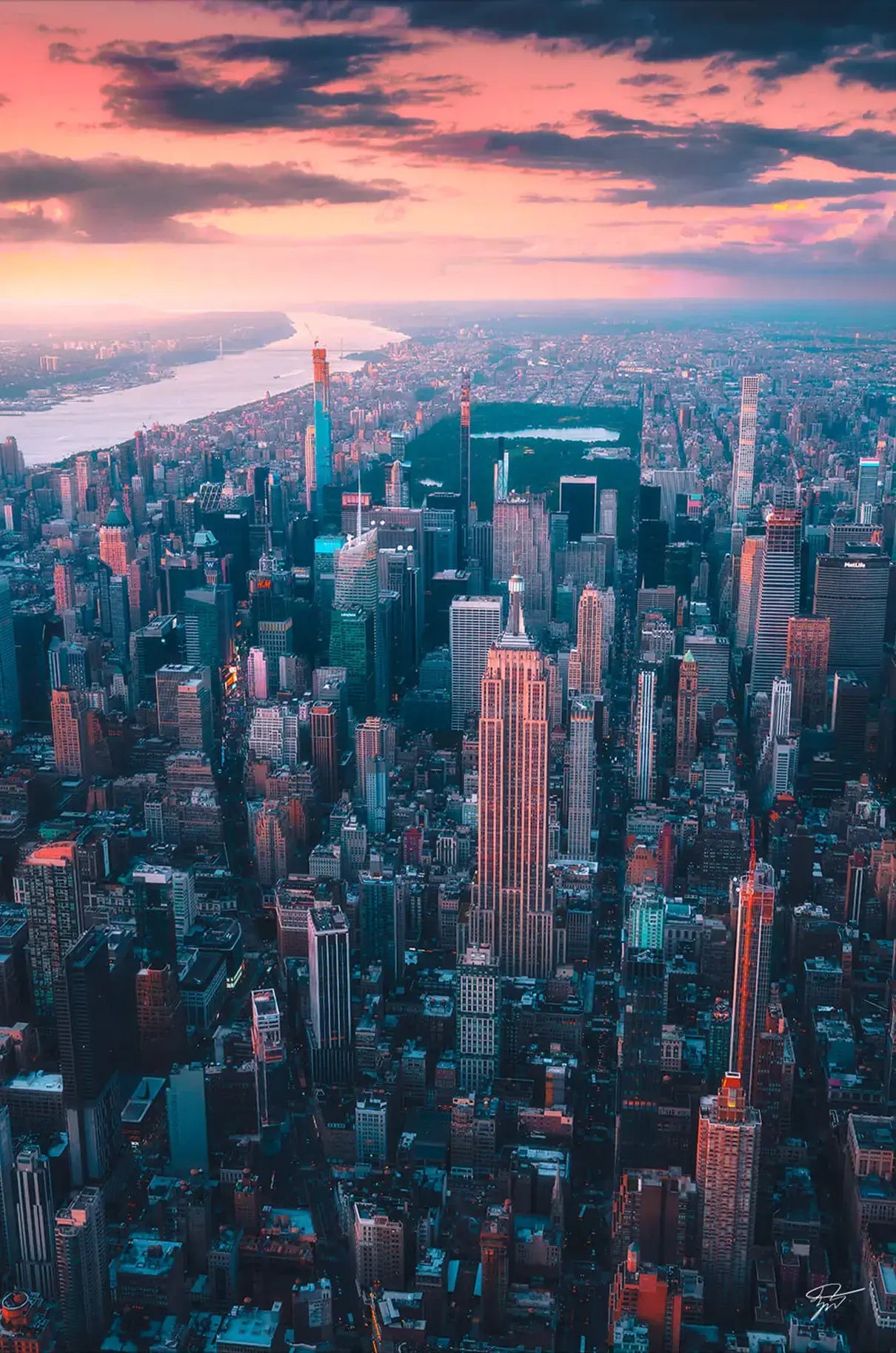 The Urban Jungle