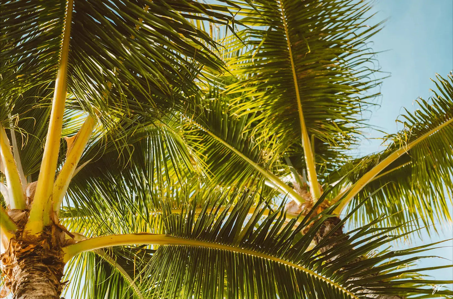 Hawaii Palm