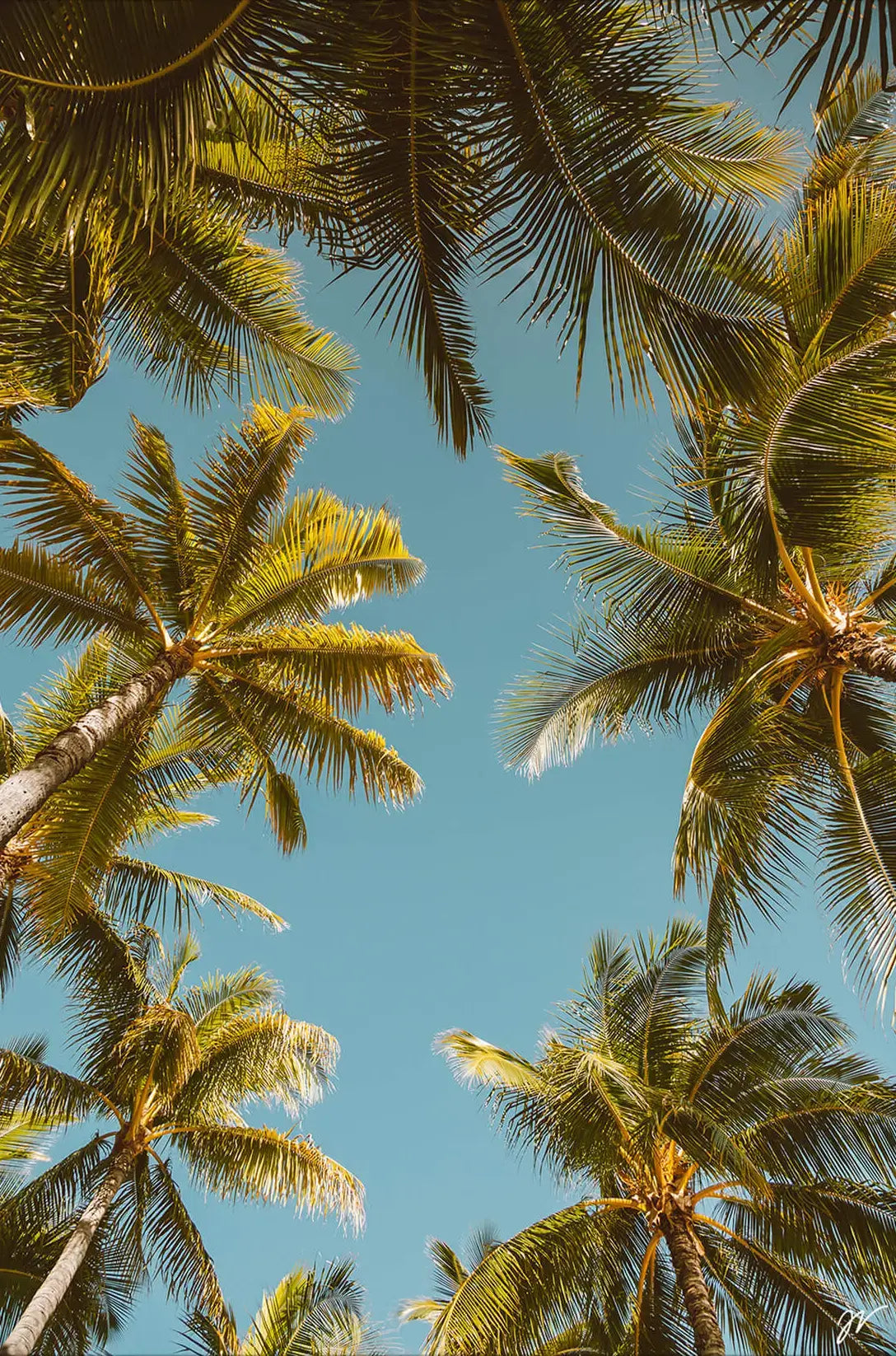 Palm Tree Sky