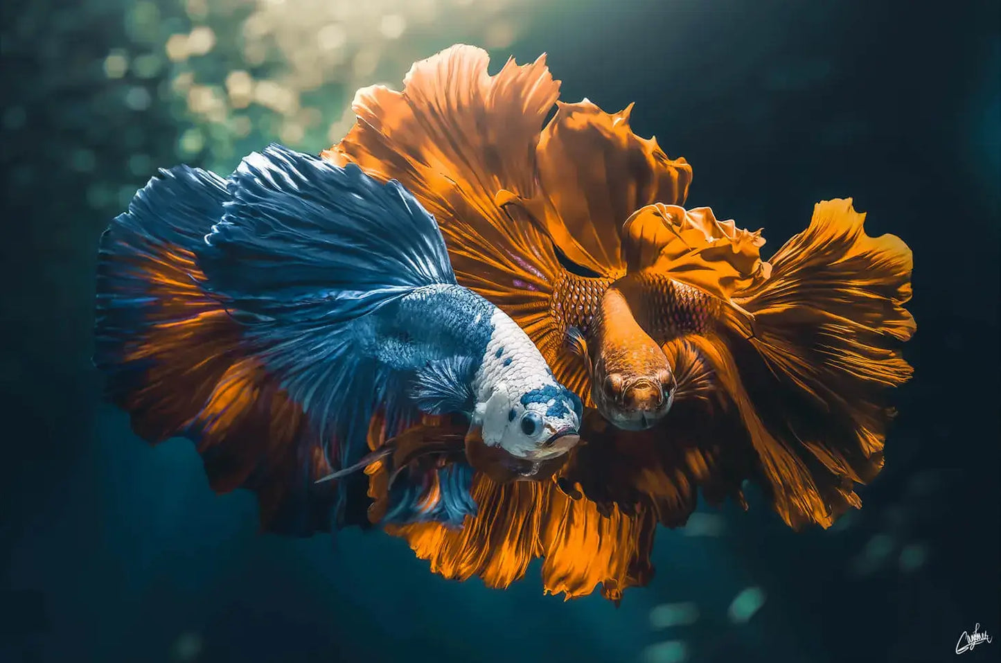 Colorful Love