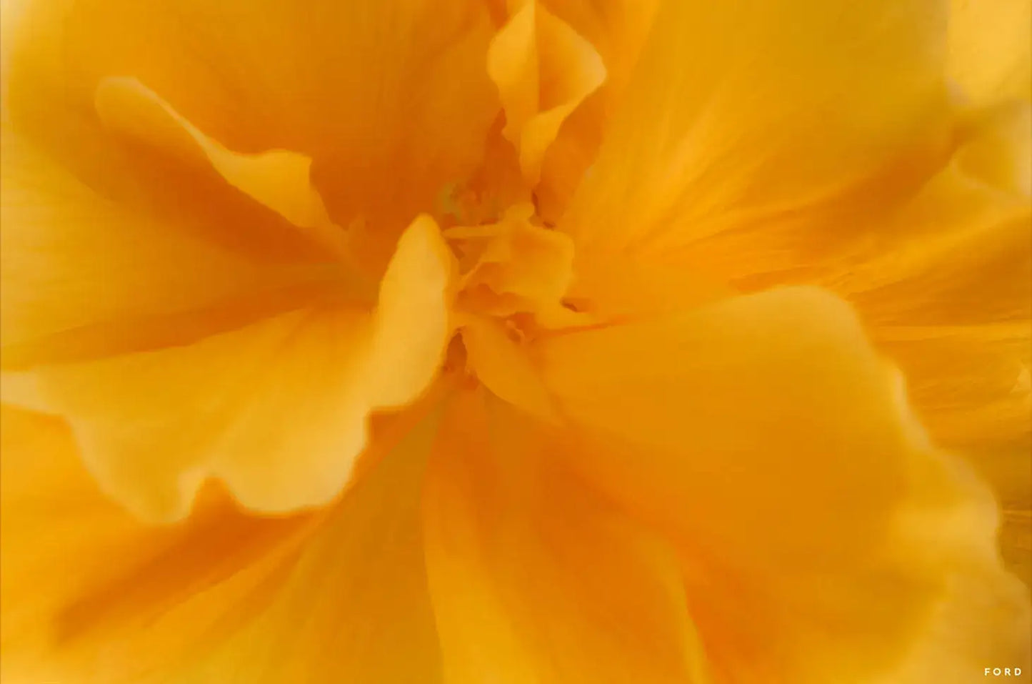 They Call Me Mellow Yellow