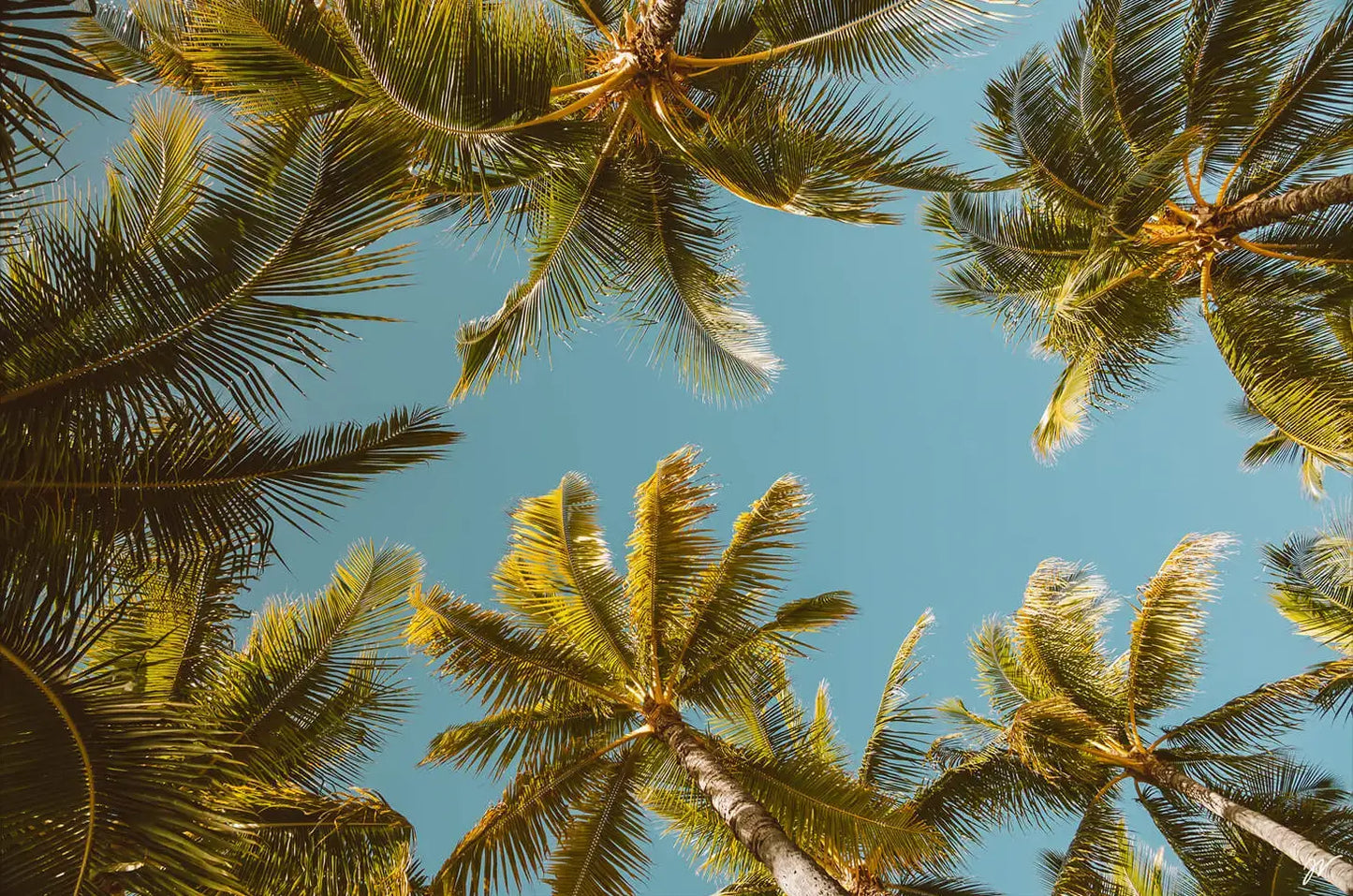 Palm Party