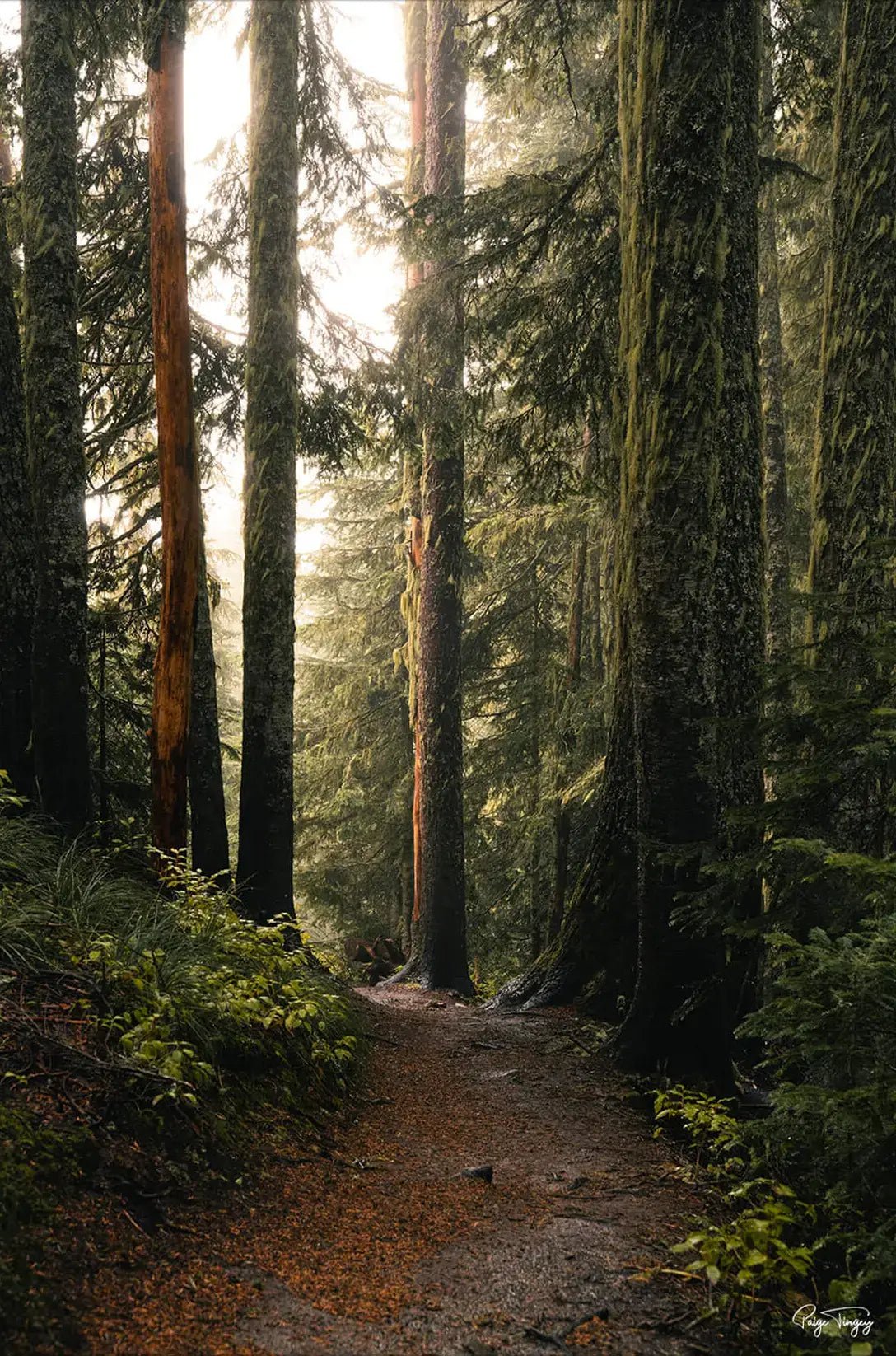 Morning Stroll