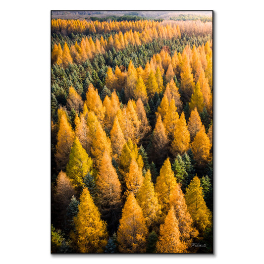 Tamaracks