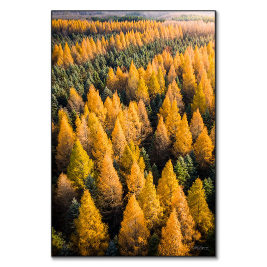 Tamaracks