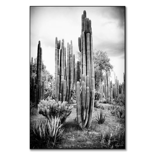 Mexican Cactus