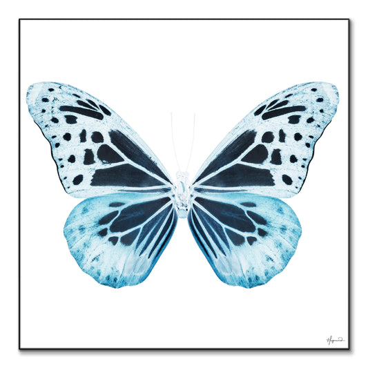 Miss Butterfly Melaneus