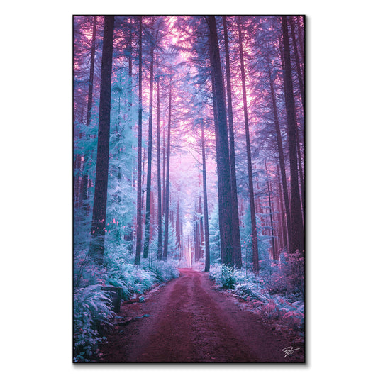 The Forest of Ice