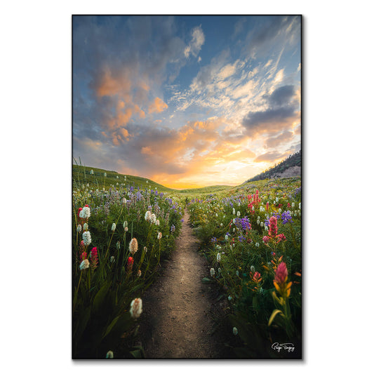 Meadow Sunrise
