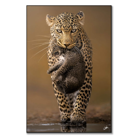 Cub Carrier