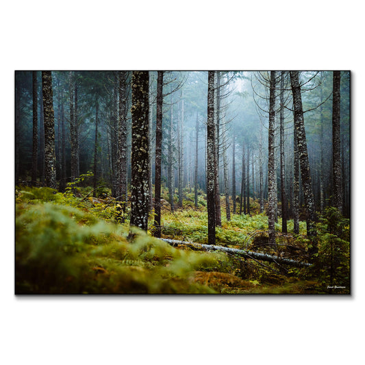 Wooded Escape