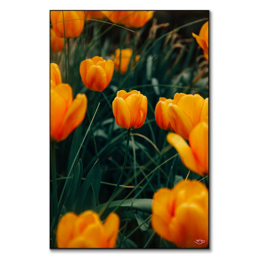 Tulips