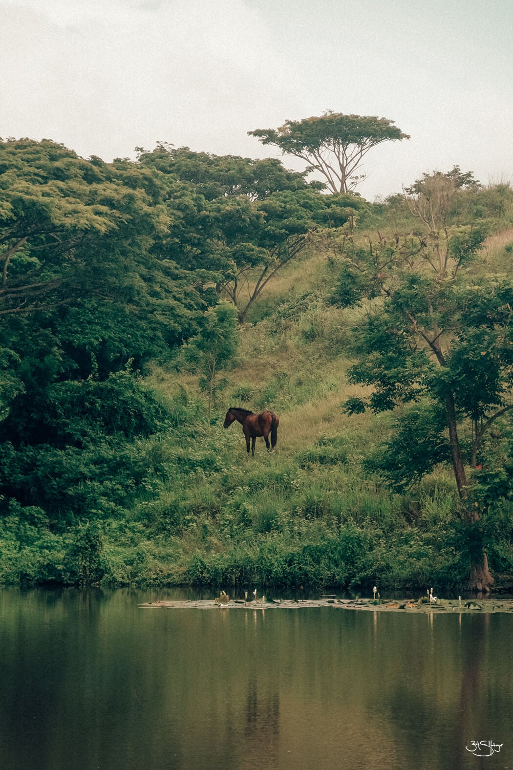 Wild Horses