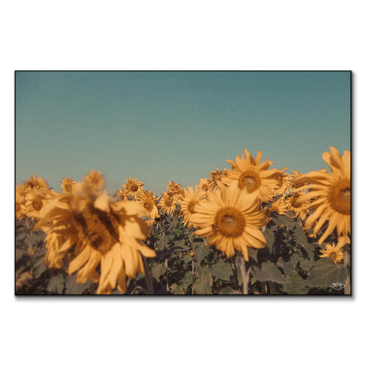 Sunflowers