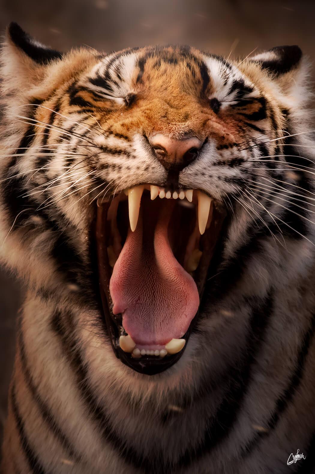 Tiger Roar
