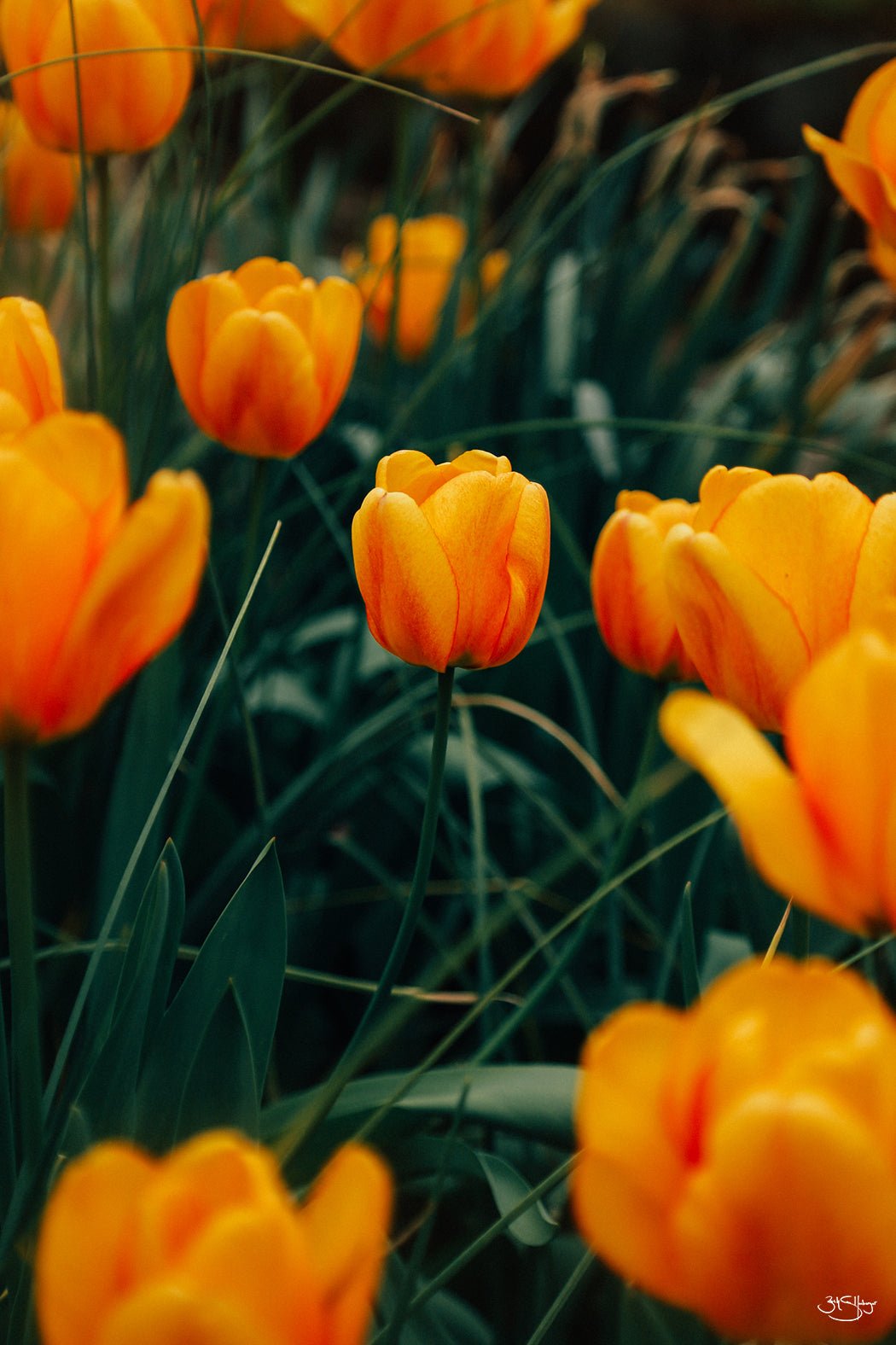 Tulips
