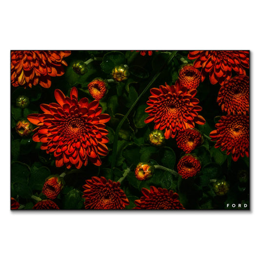 Moonlight Mums