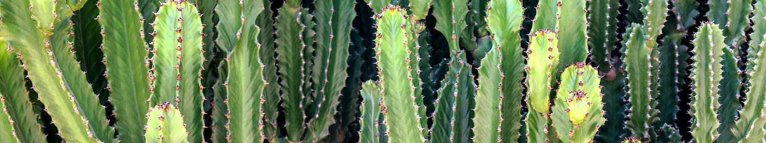 Cactus