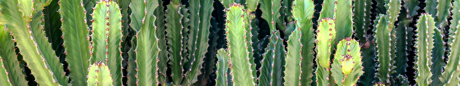 Cactus