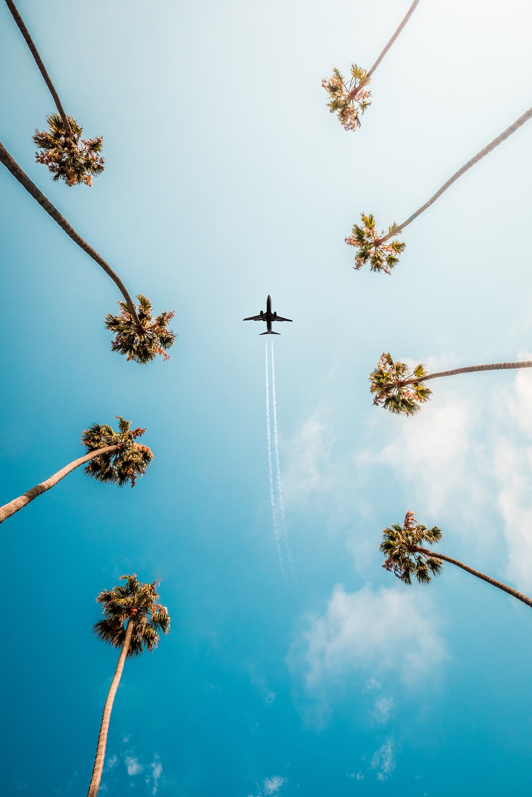 Palm Tree