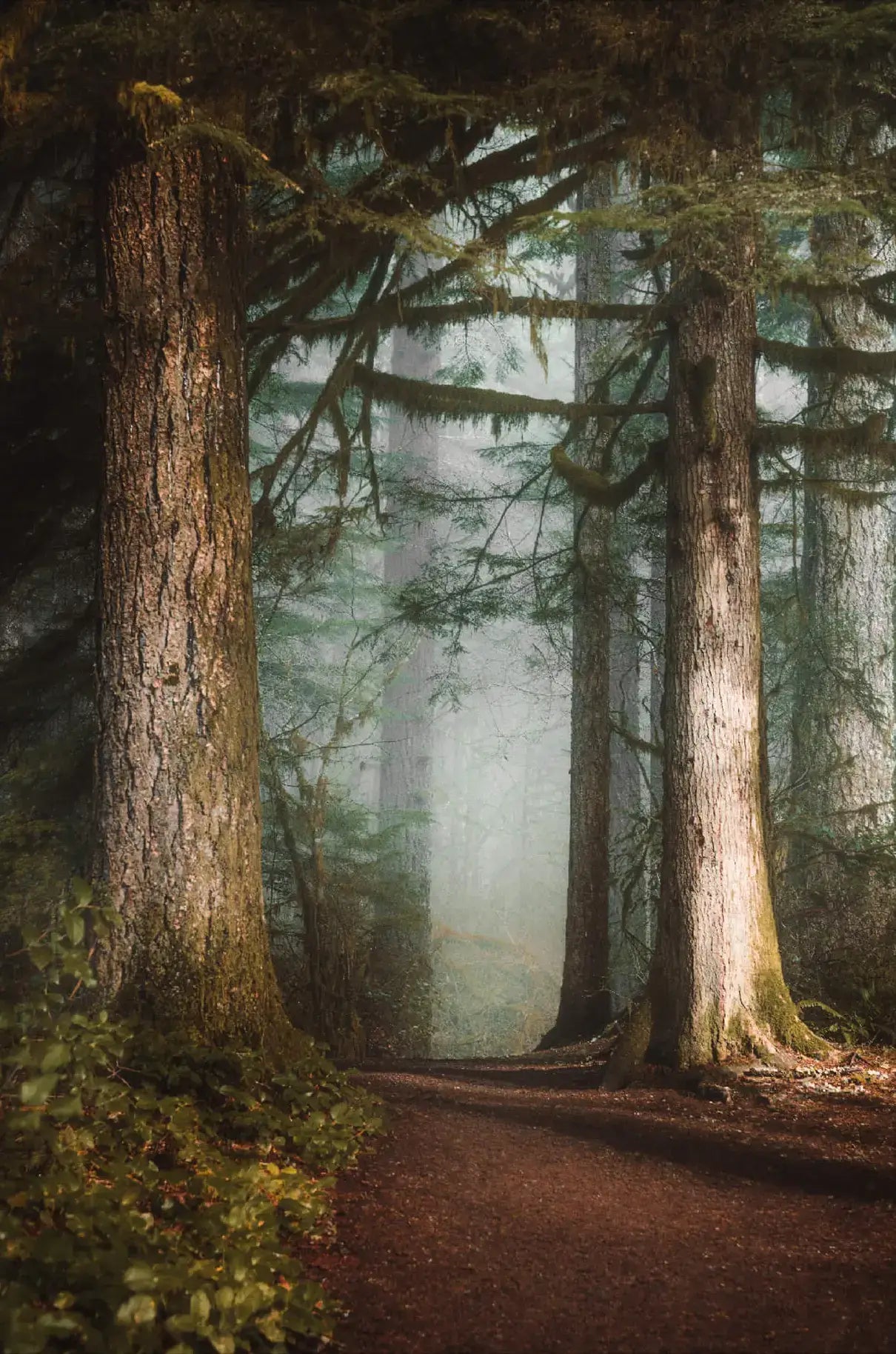 Walk in the Woods