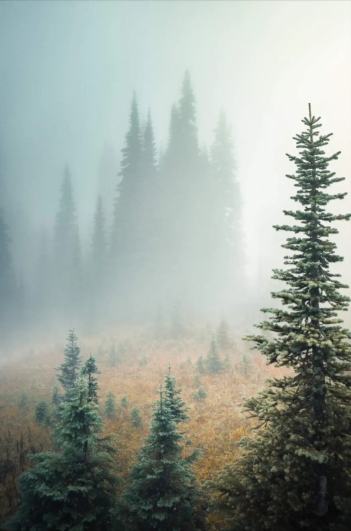 Misty Woods