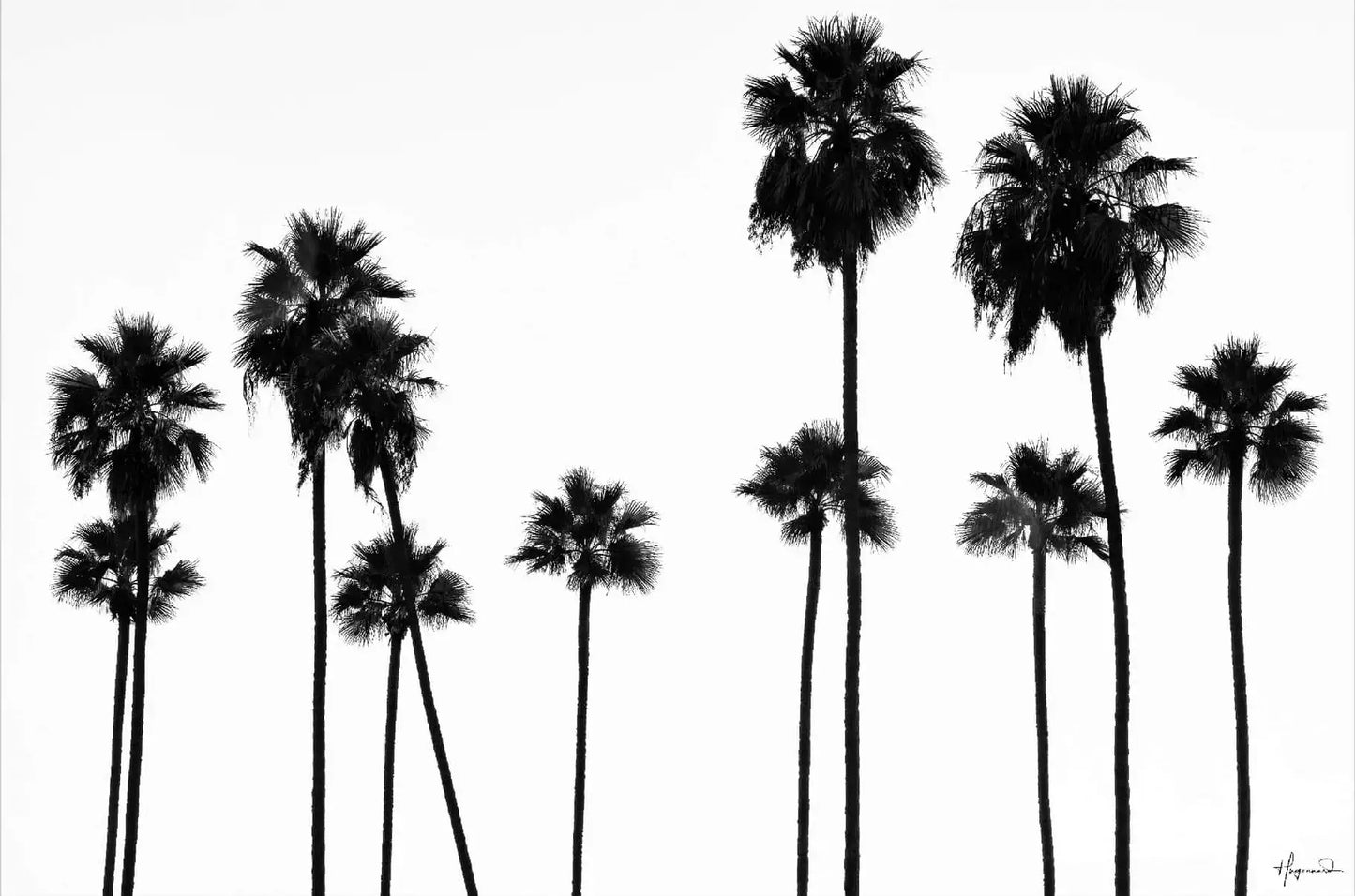 Palm Trees LA