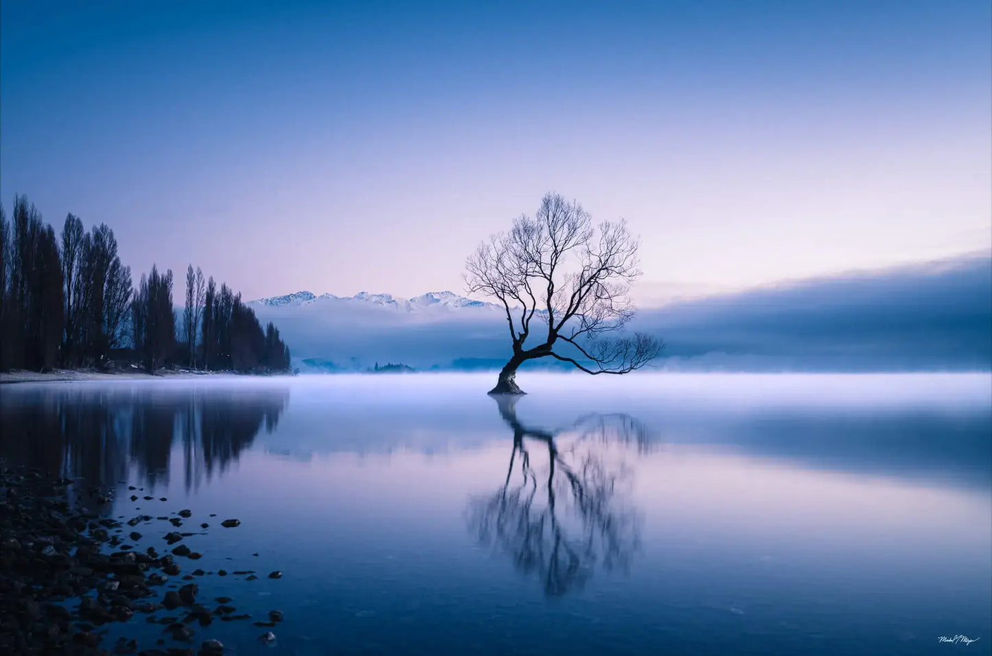 Wanaka Tree