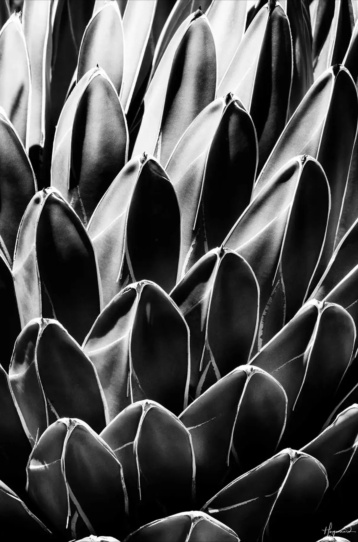 Queen Victoria Agave