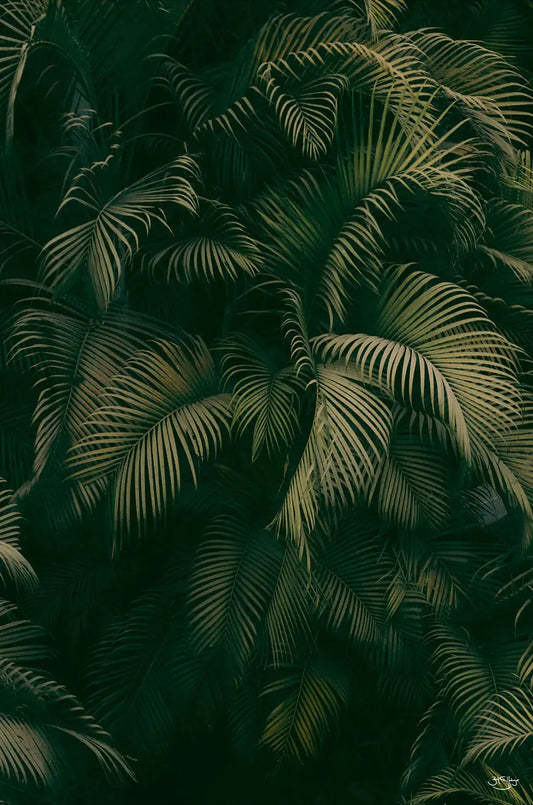 Palm Forest