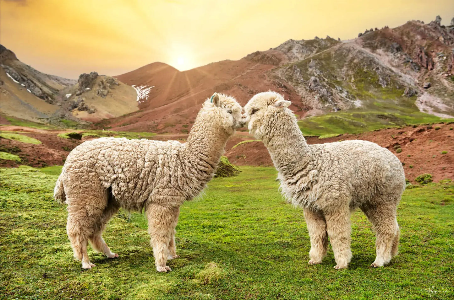 Alpaca Love