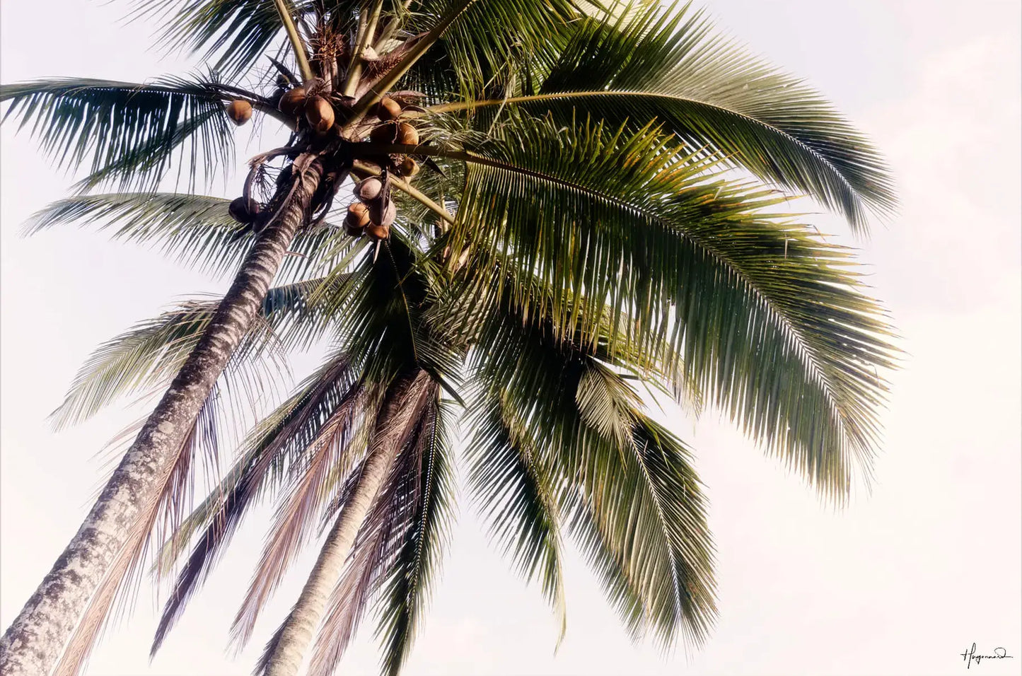 Tropical Palm Trees