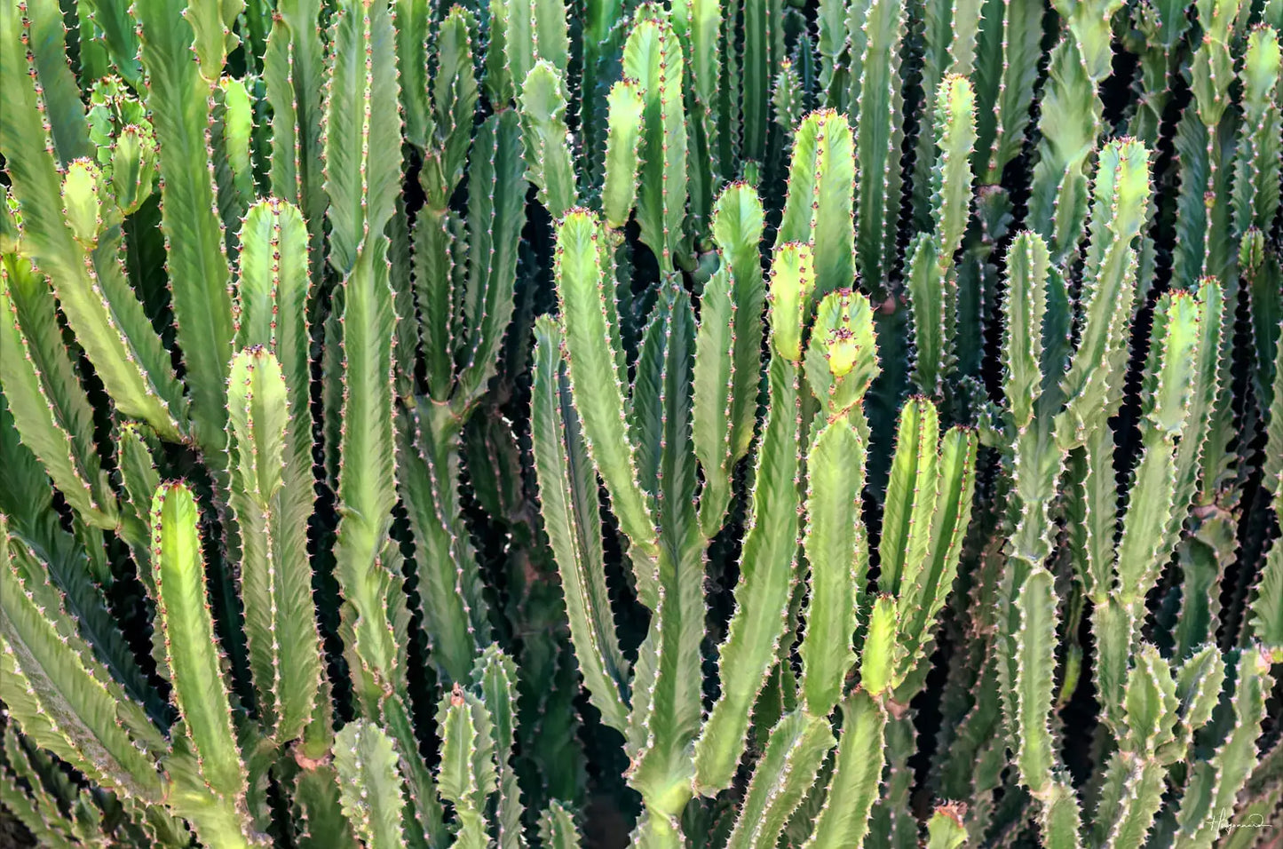 Cactus Wall