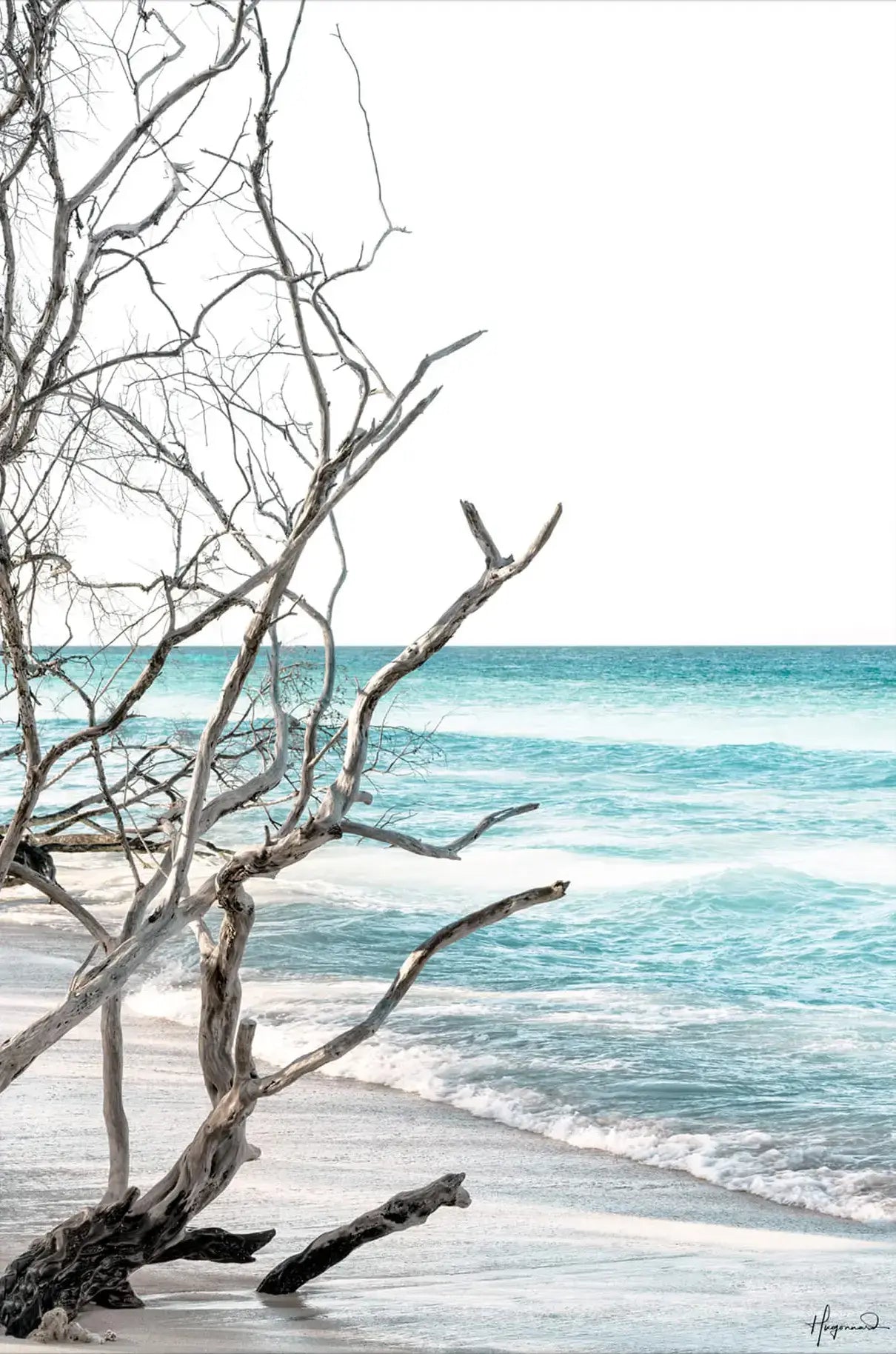 The Wild Beach