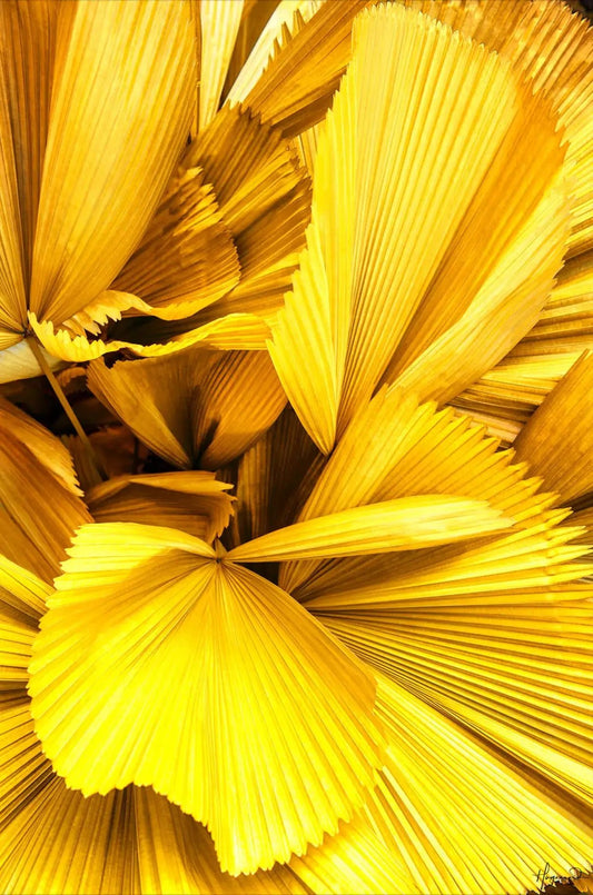 Yellow Palm Leaves