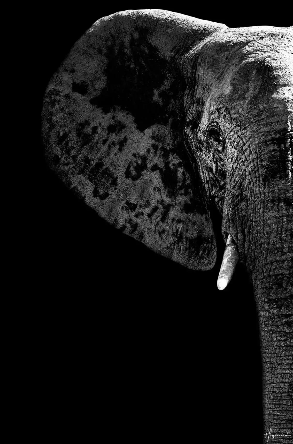 Elephant Black Edition
