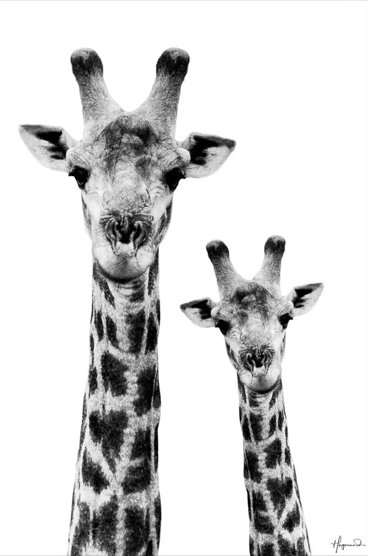 Giraffe and Baby White Edition