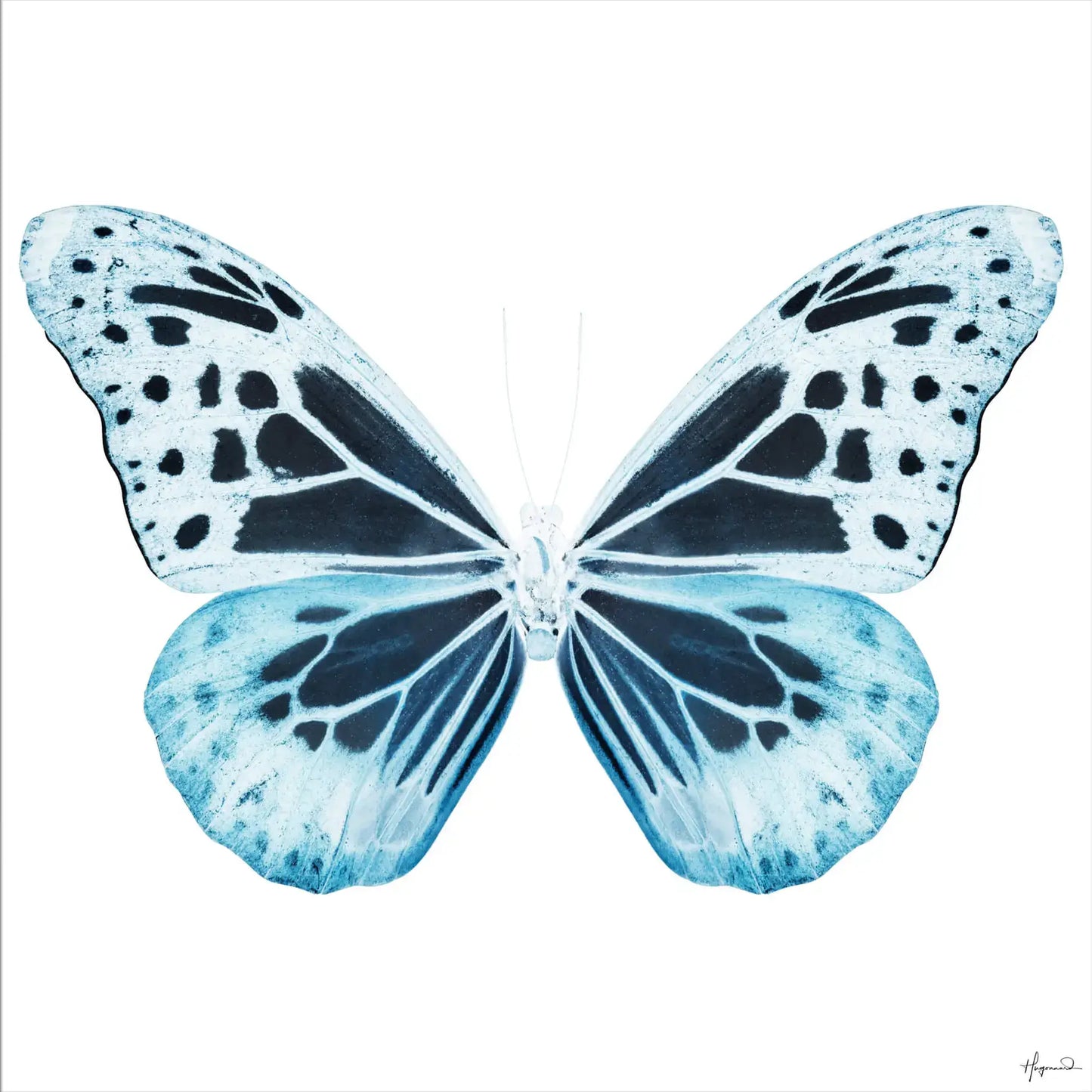 Miss Butterfly Melaneus