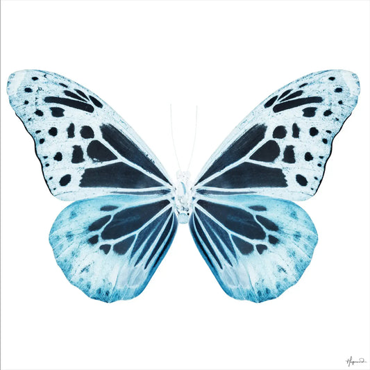 Miss Butterfly Melaneus