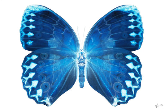 Miss Butterfly Formosana