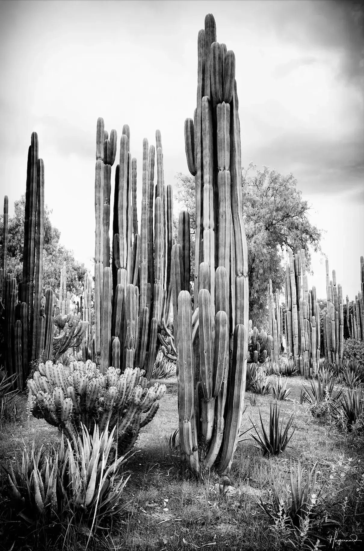 Mexican Cactus