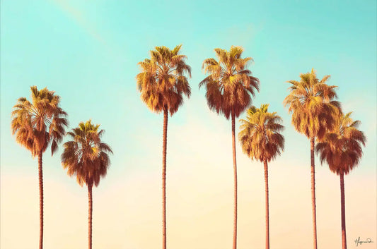 Hollywood Palms