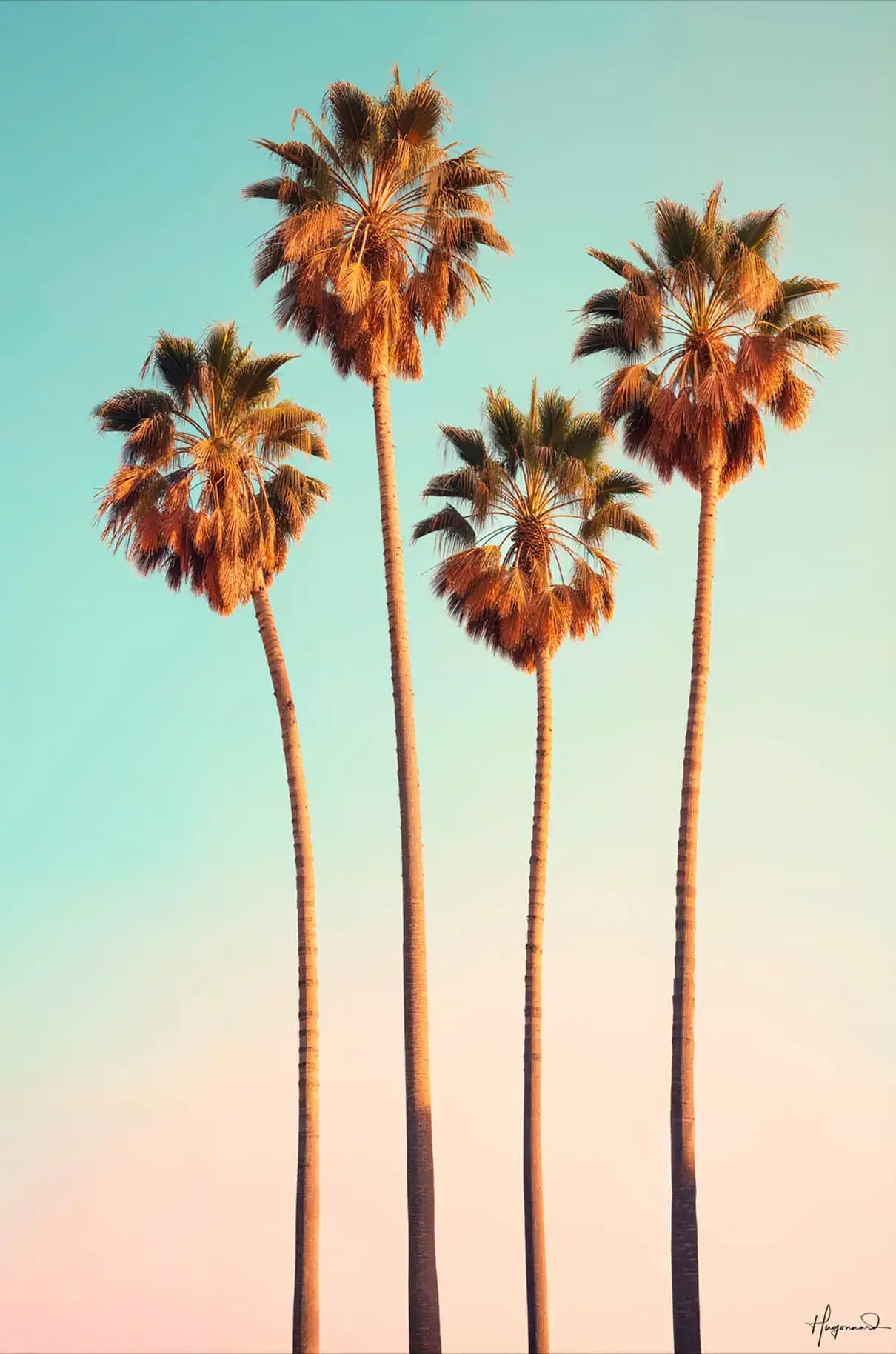Dreamy Hollywood Palm Trees